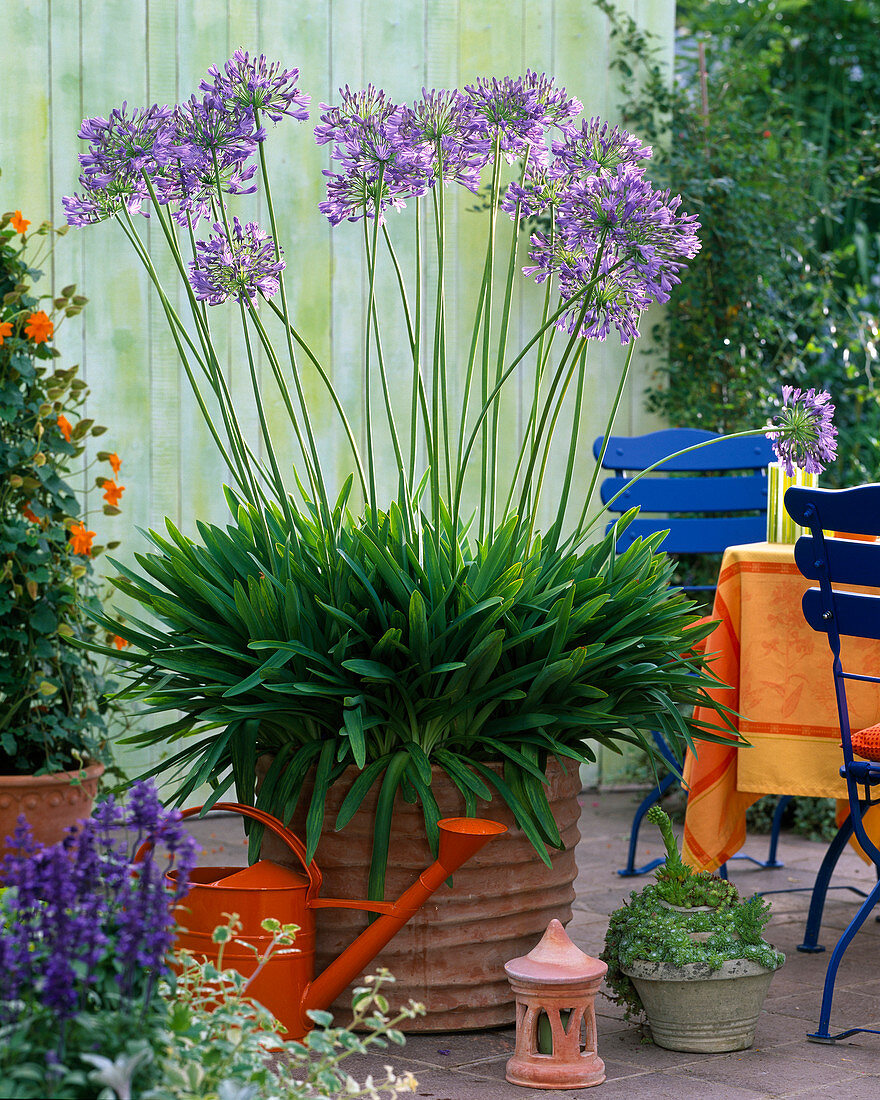 Agapanthus (Afrikanische Schmucklilie)