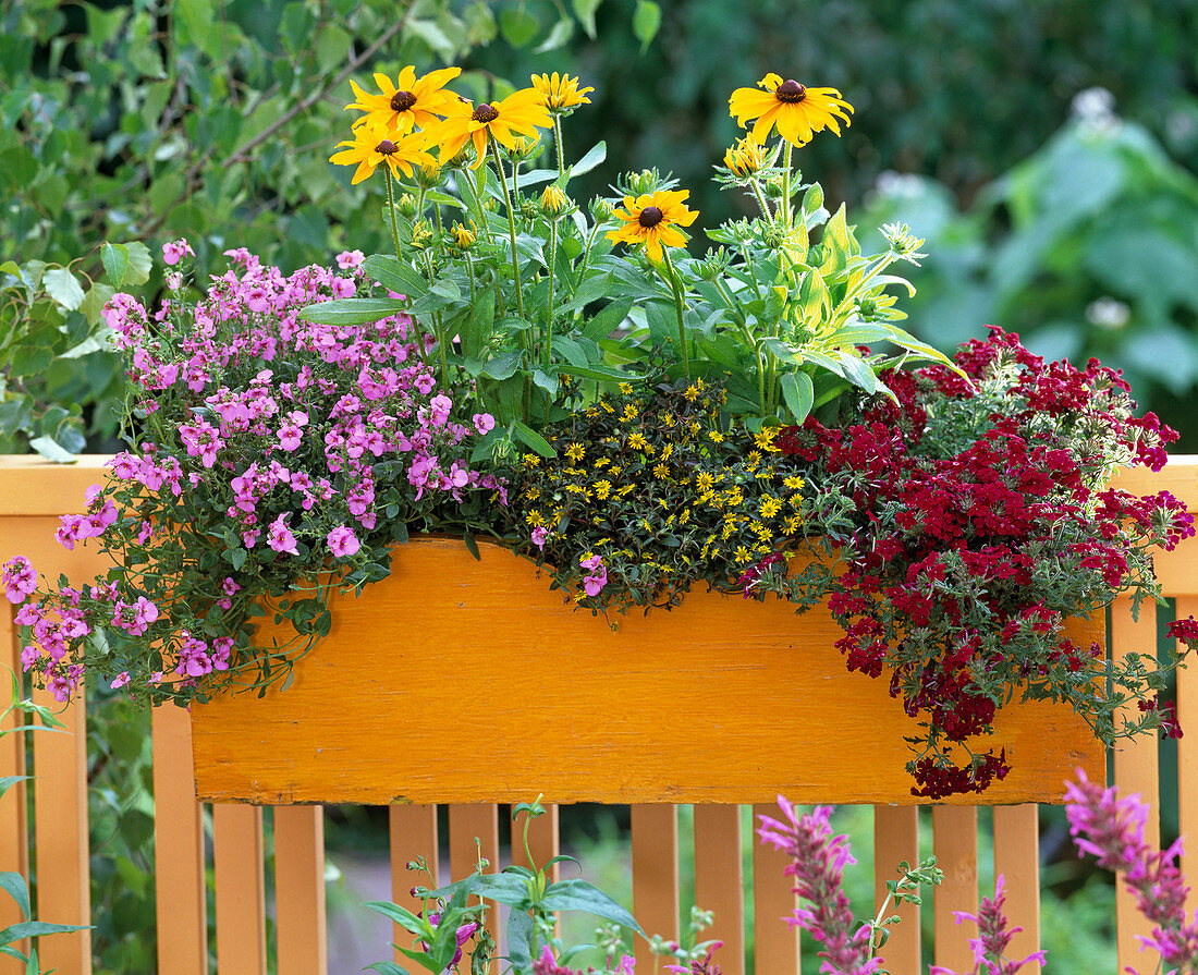 Rudbeckia hirta (coneflower)