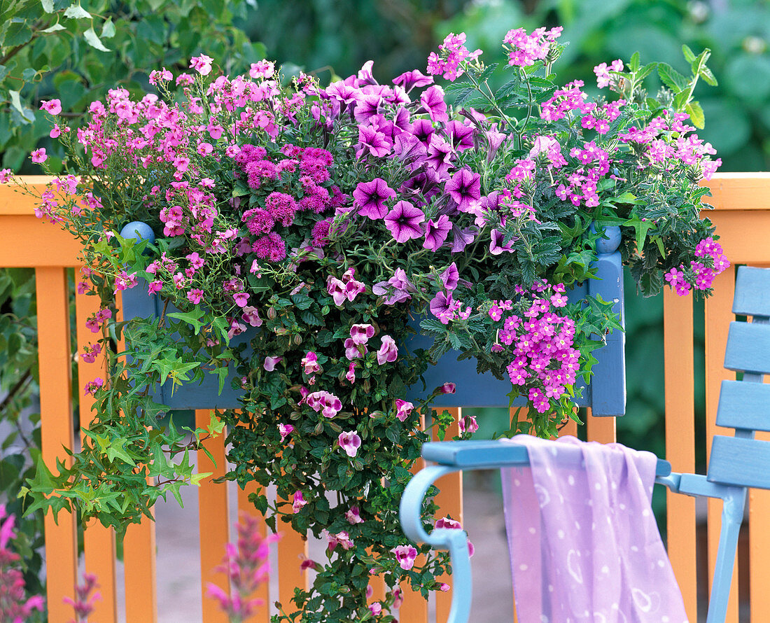 Diascia (Elfensporn), Ageratum (Leberbalsam)