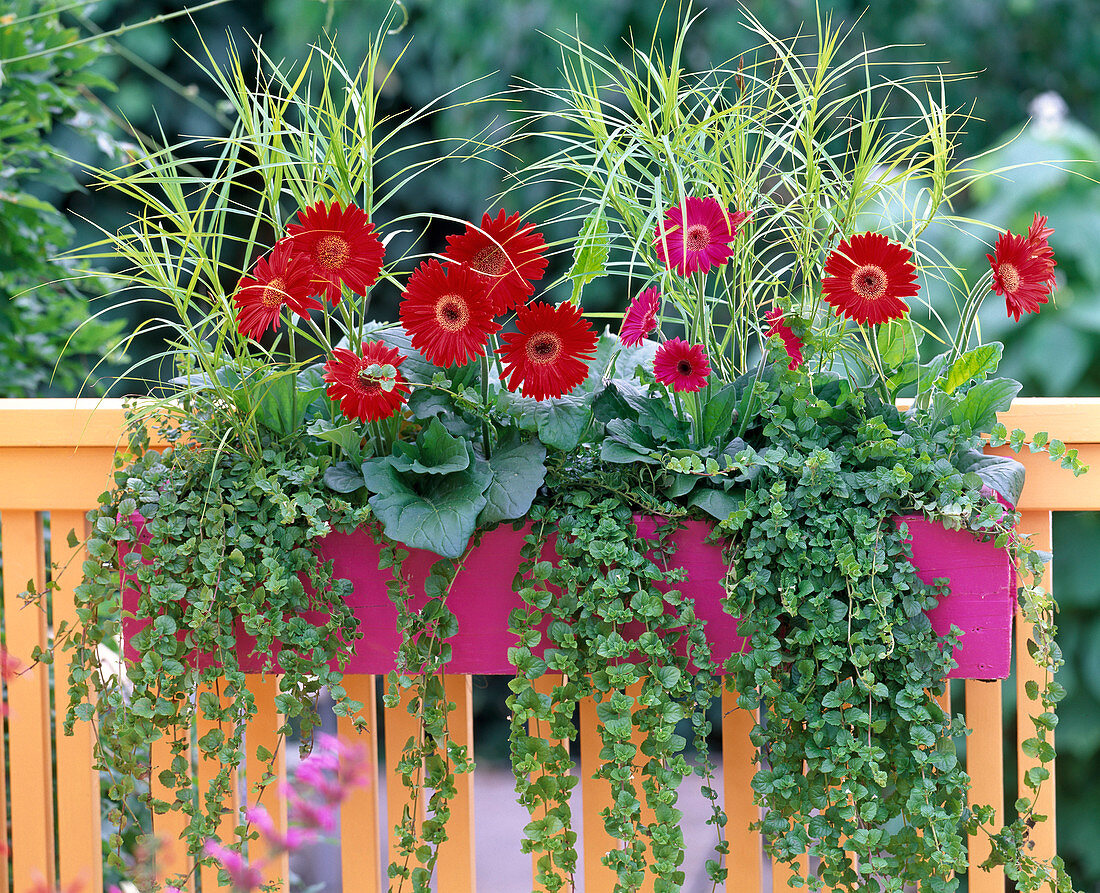 Gerbera, Cyperus longus (Zyperngras)