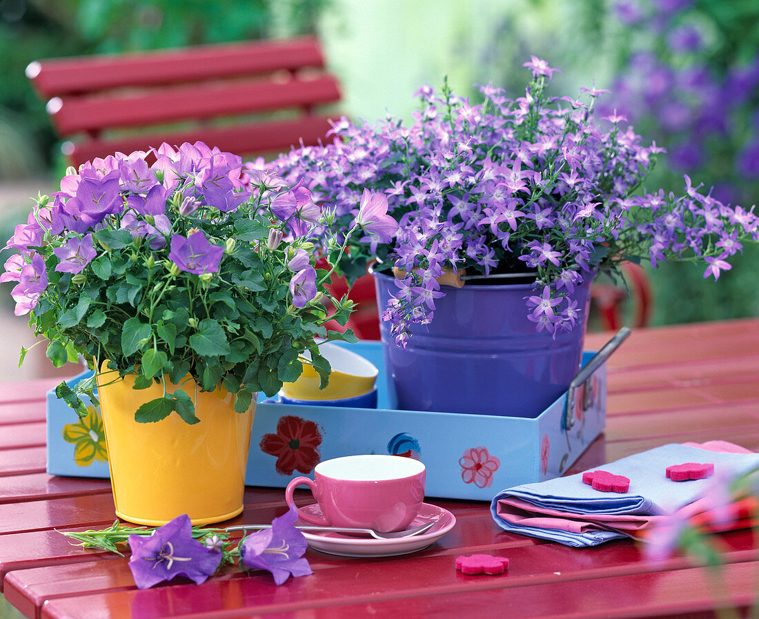 Campanula carpatica (Carpathian bellflower)