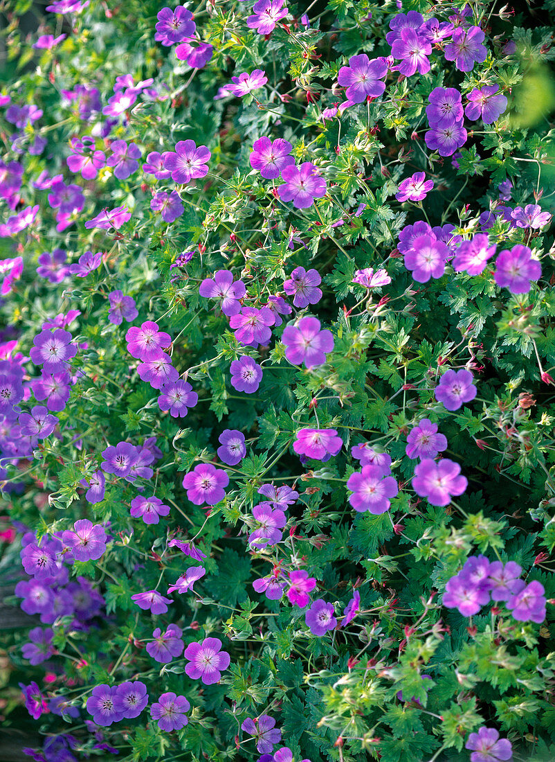 Geranium 'Jolly Bee' (Storkbill)