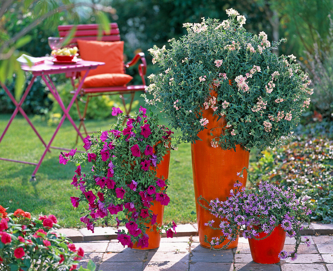 Verbena Superbena 'Peaches and Cream' (Verbena)