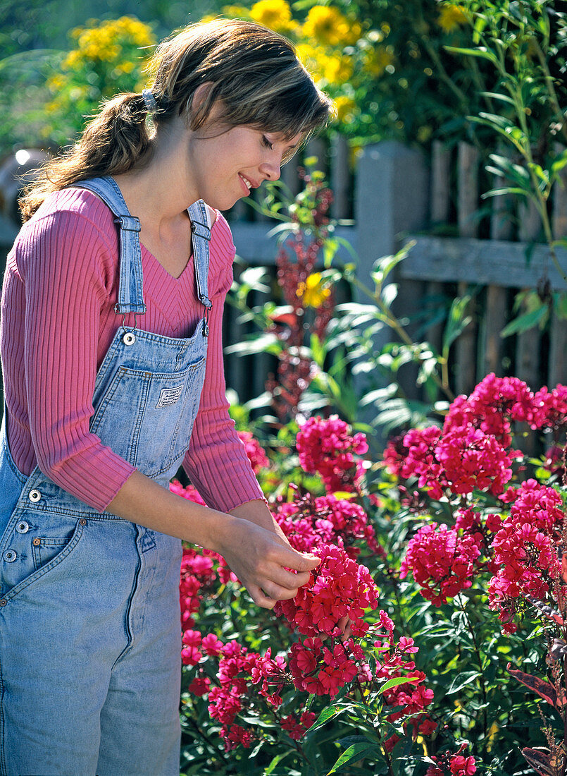Young woman plucking blossoms from Phlox paniculata (flame flower)