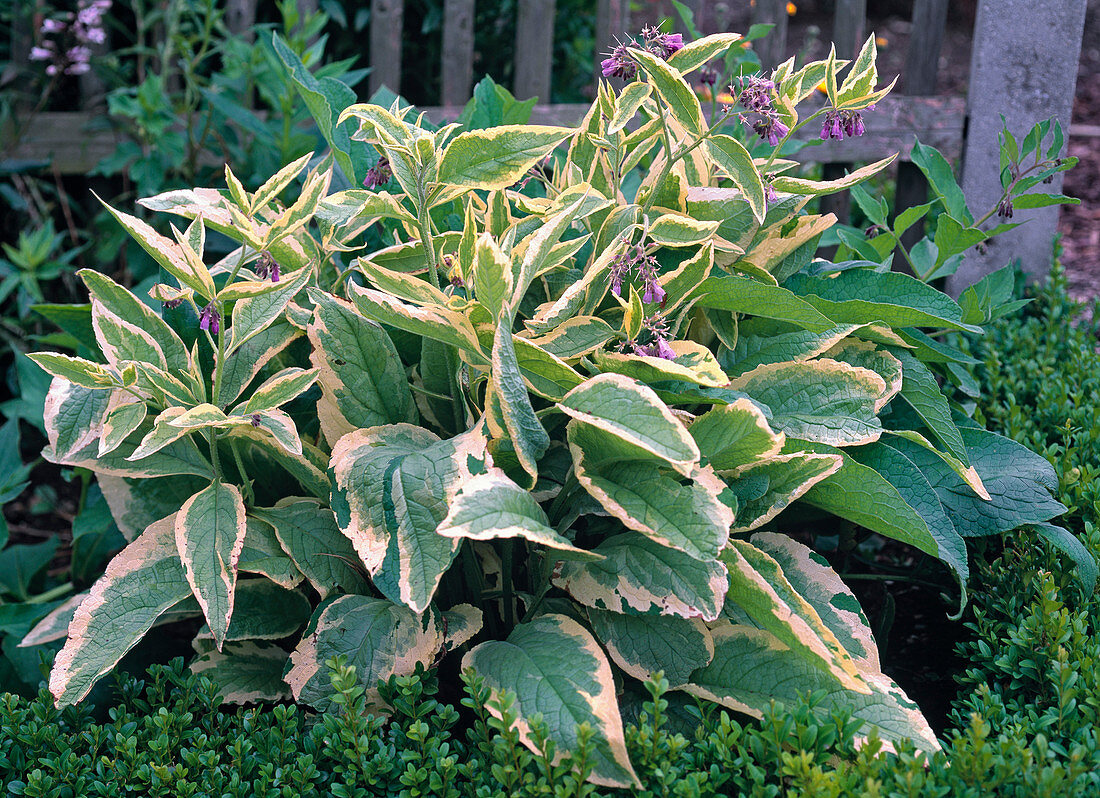 Symphytum grandiflorum 'Goldsmith' (Buntblättriger Beinwell)