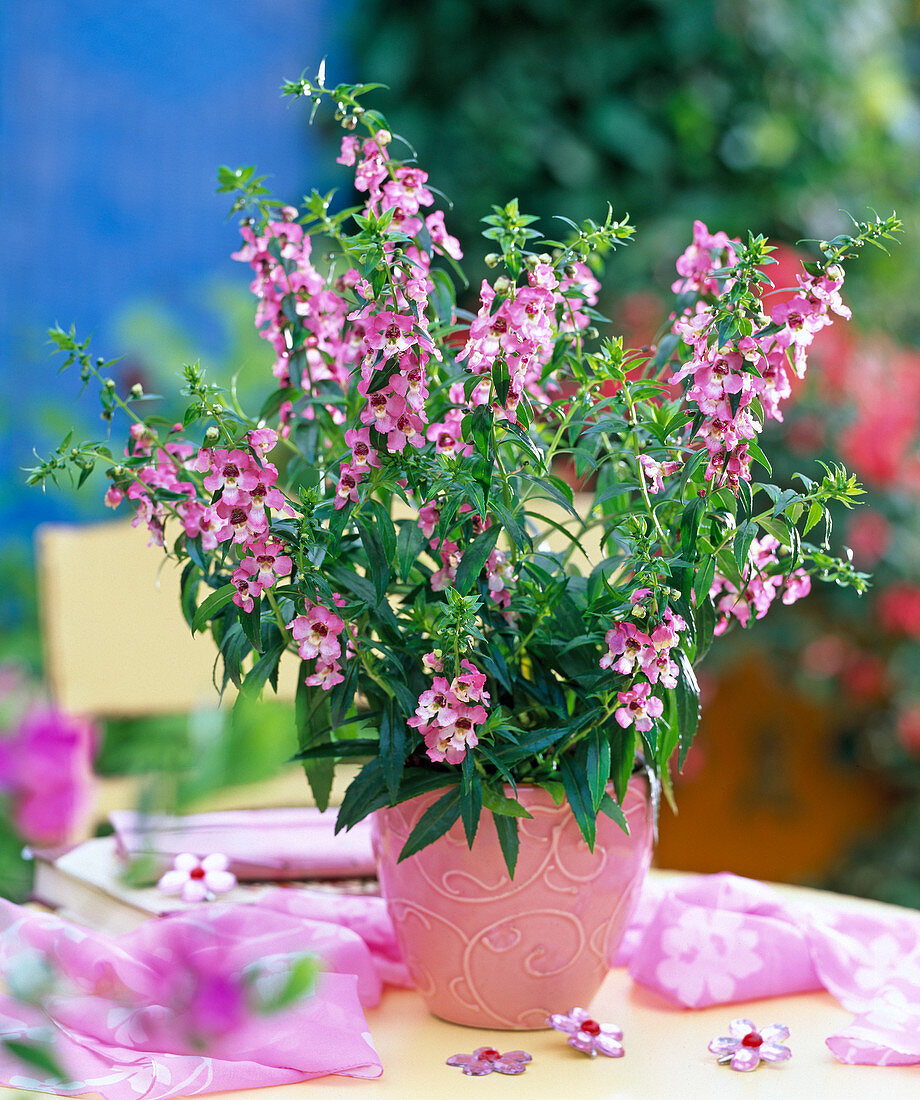 Angelonia Angelmist 'Dark Pink' (Angel face)