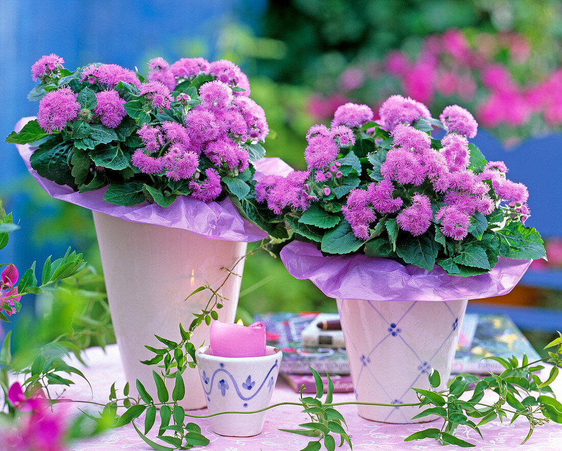 Ageratum Cloud Nine 'Blue' (liverwort)