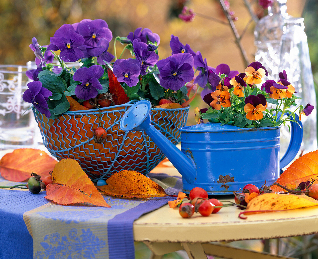 Viola Panola 'True Blue' (Pansy)