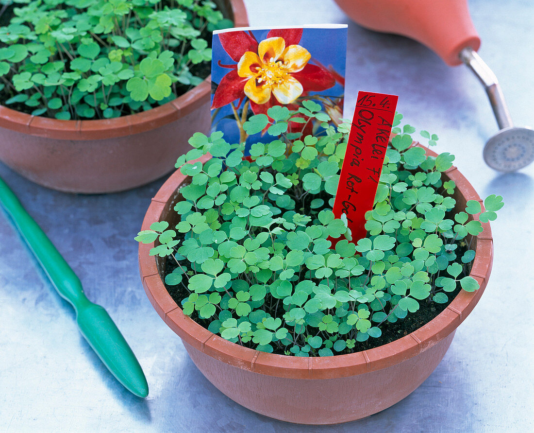 Sämlinge von Aquilegia ' Olympia Rot-Gold ' (Akelei)