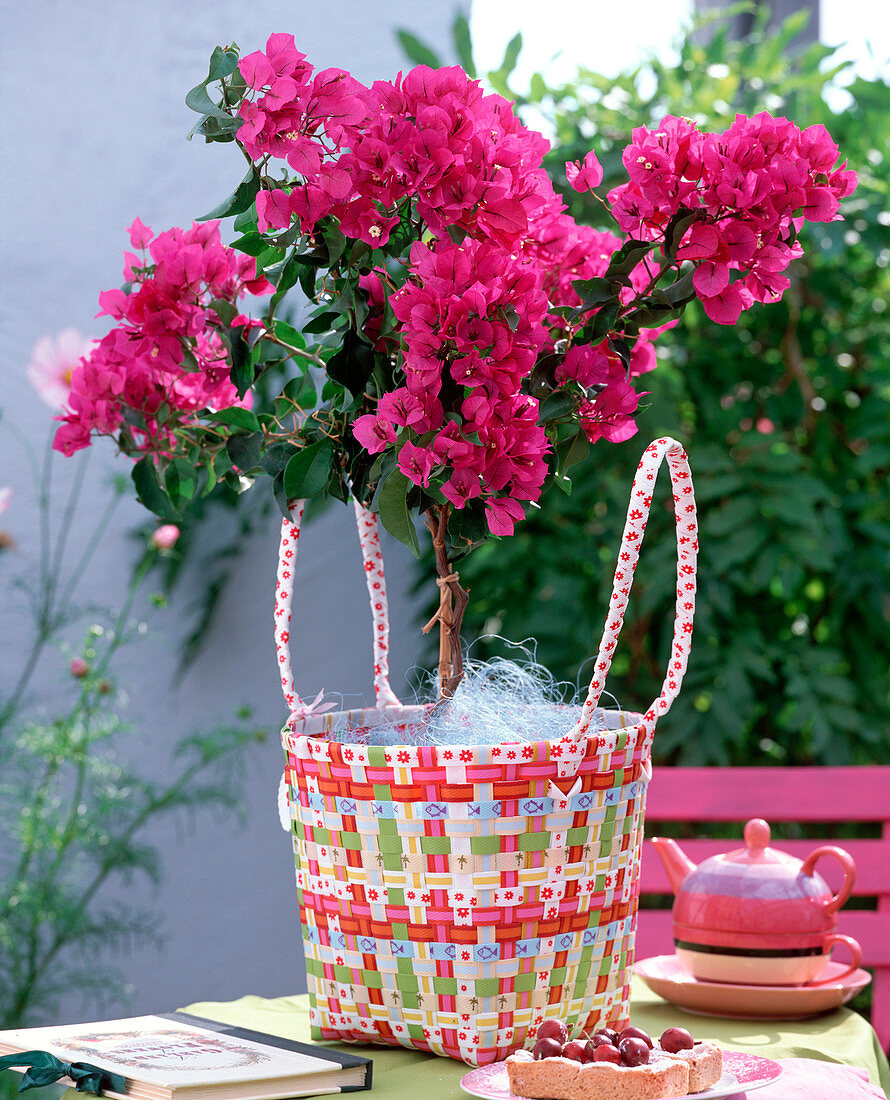 Bougainvillea ' Alexandra '