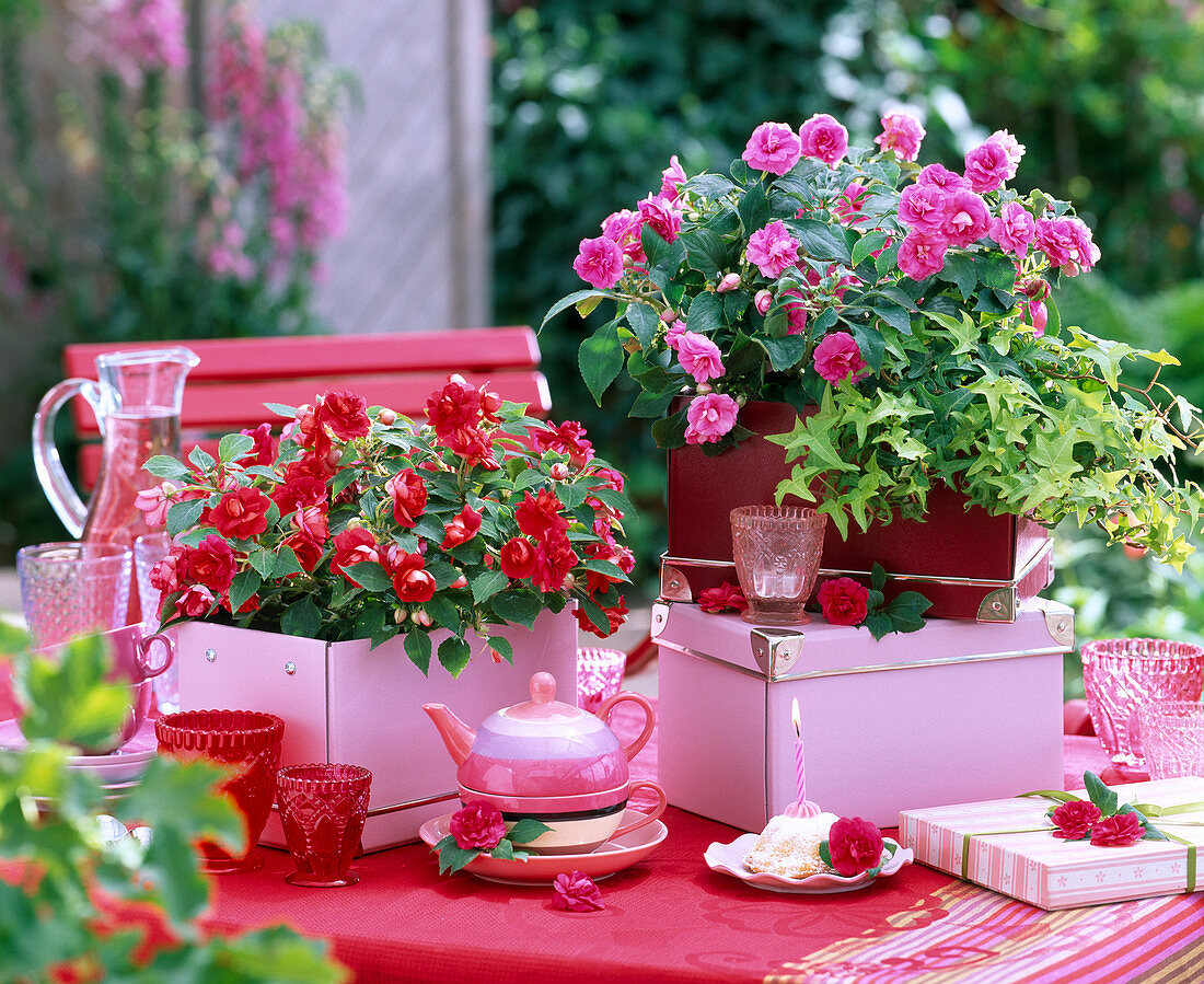 Impatiens Heartbeat 'Hot Pink', 'Compact Red'