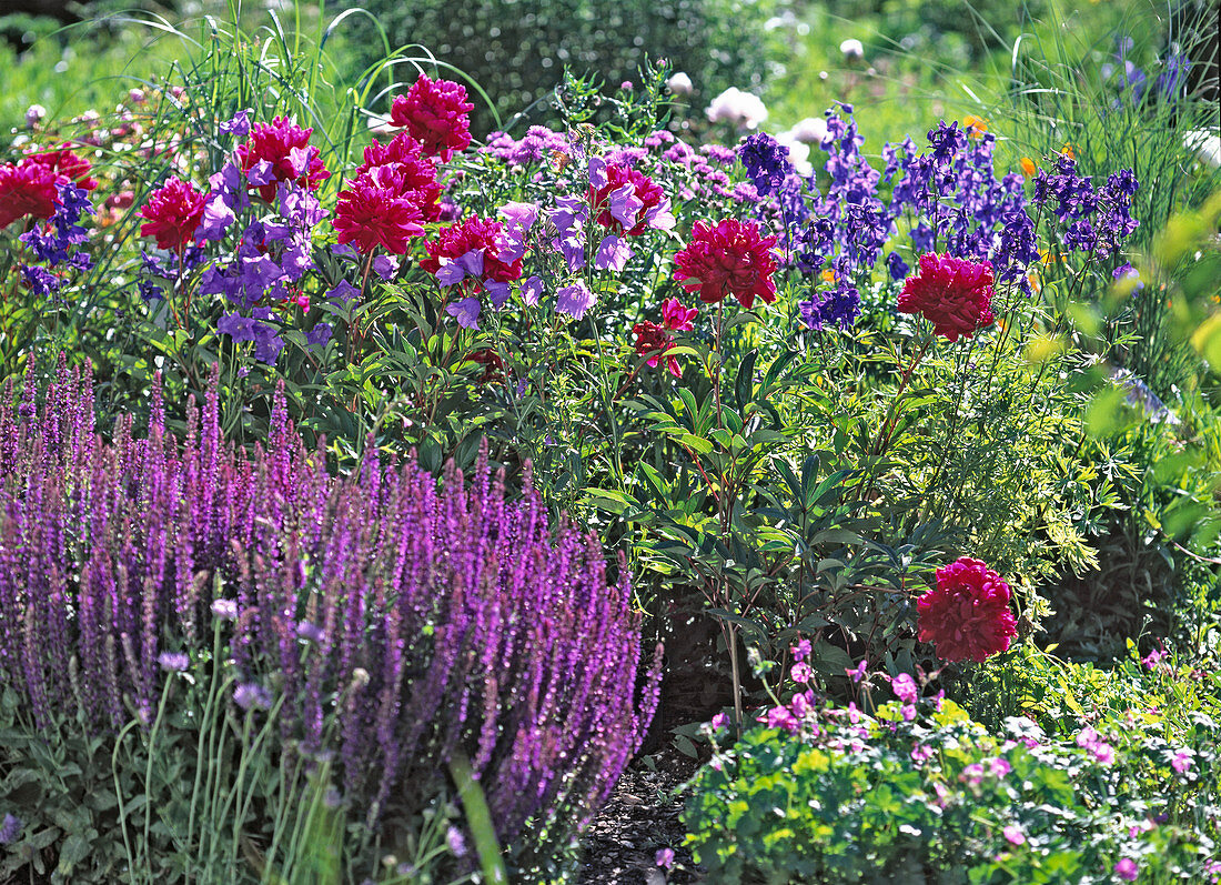 Paeonia (rote Pfingstrose)