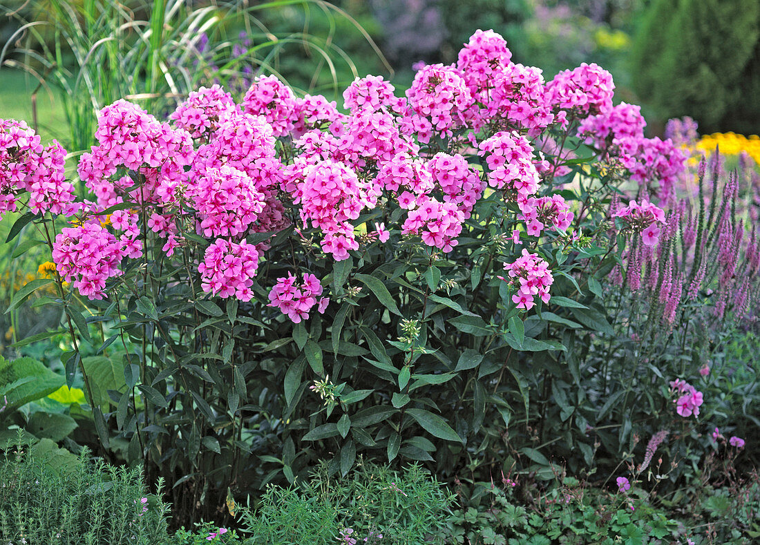 Phlox 'Country Wedding' (flame flower)