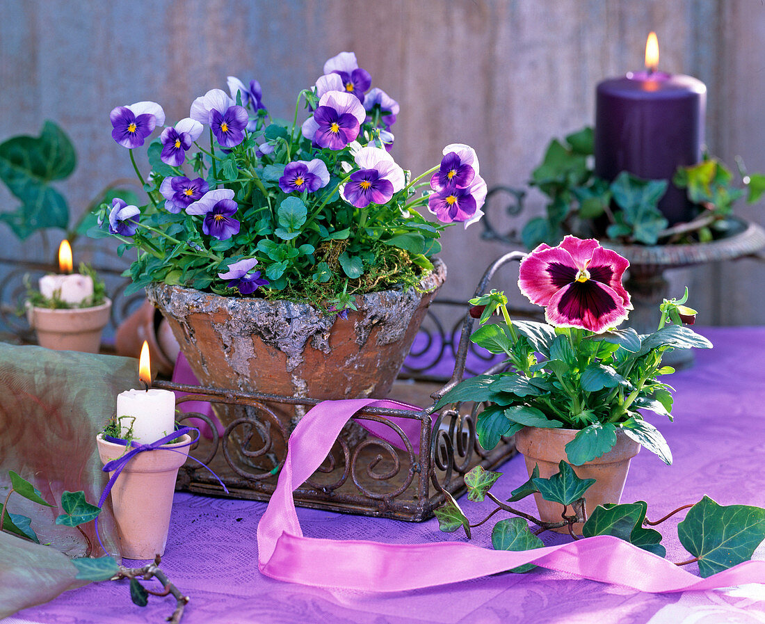 Viola XXL 'Purple' (Pansy)