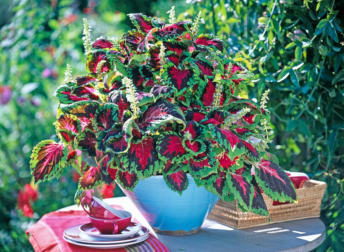 Coleus Kong 'Scarlet' (stinging nettle)