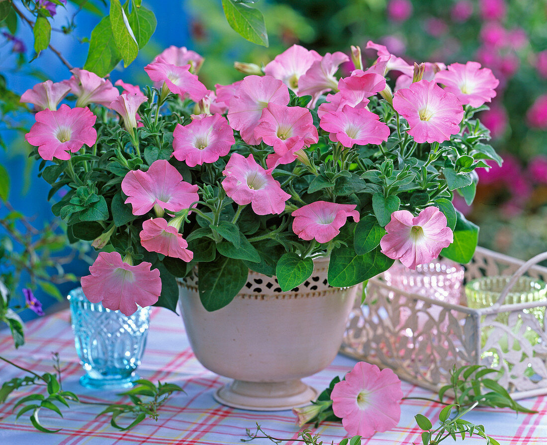 Petunia Easy Wave 'Shell Pink' (Hängepetunie)