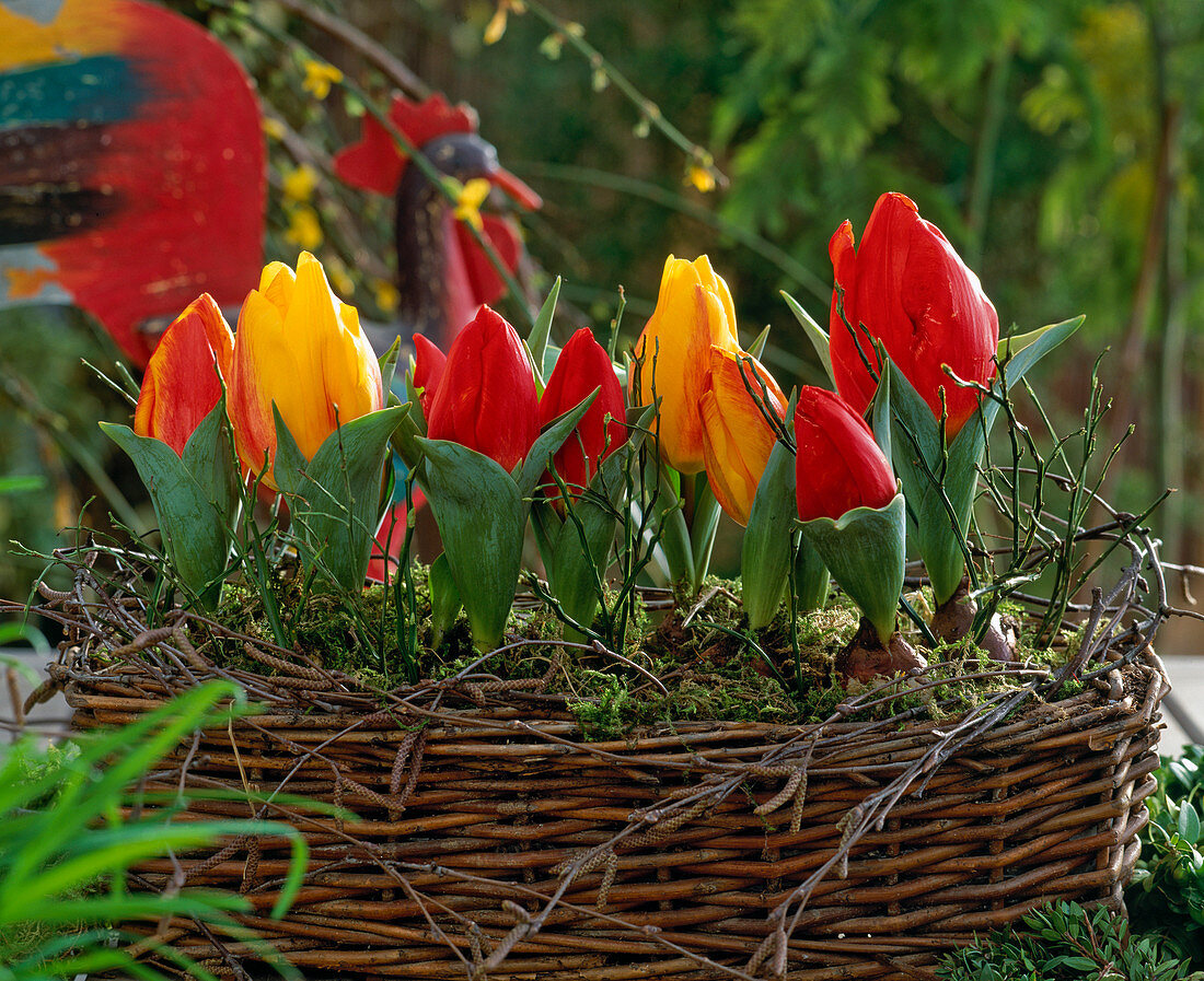 Tulipa hybr (tulips) in basket