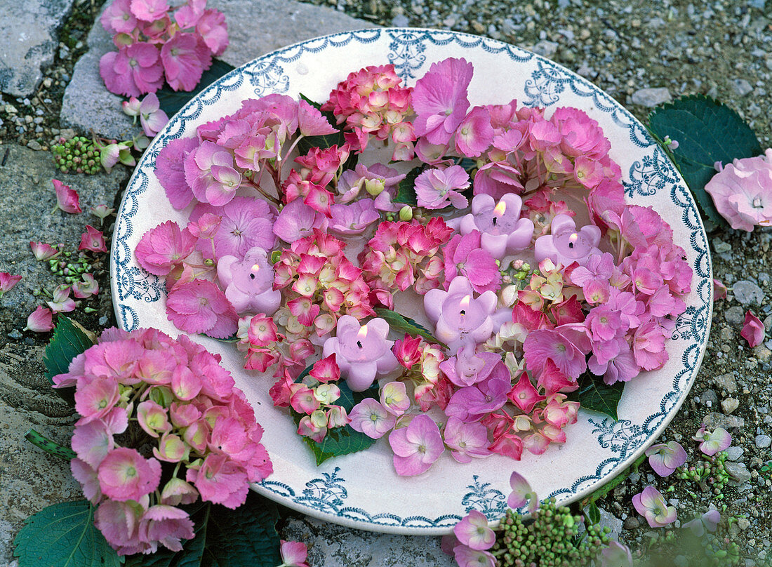 Rosa Blüten von Hydrangea macrophylla (Hortensien), rosa Kerzen