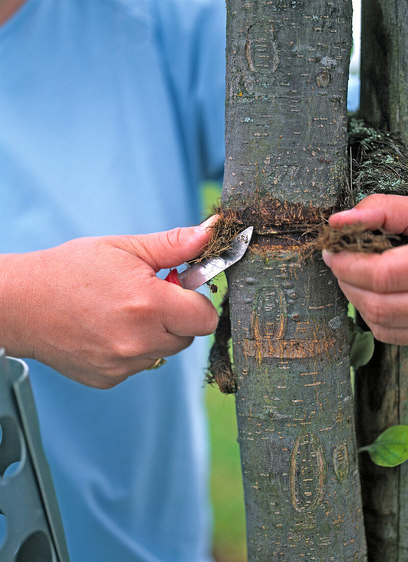 Removing coco string around tree