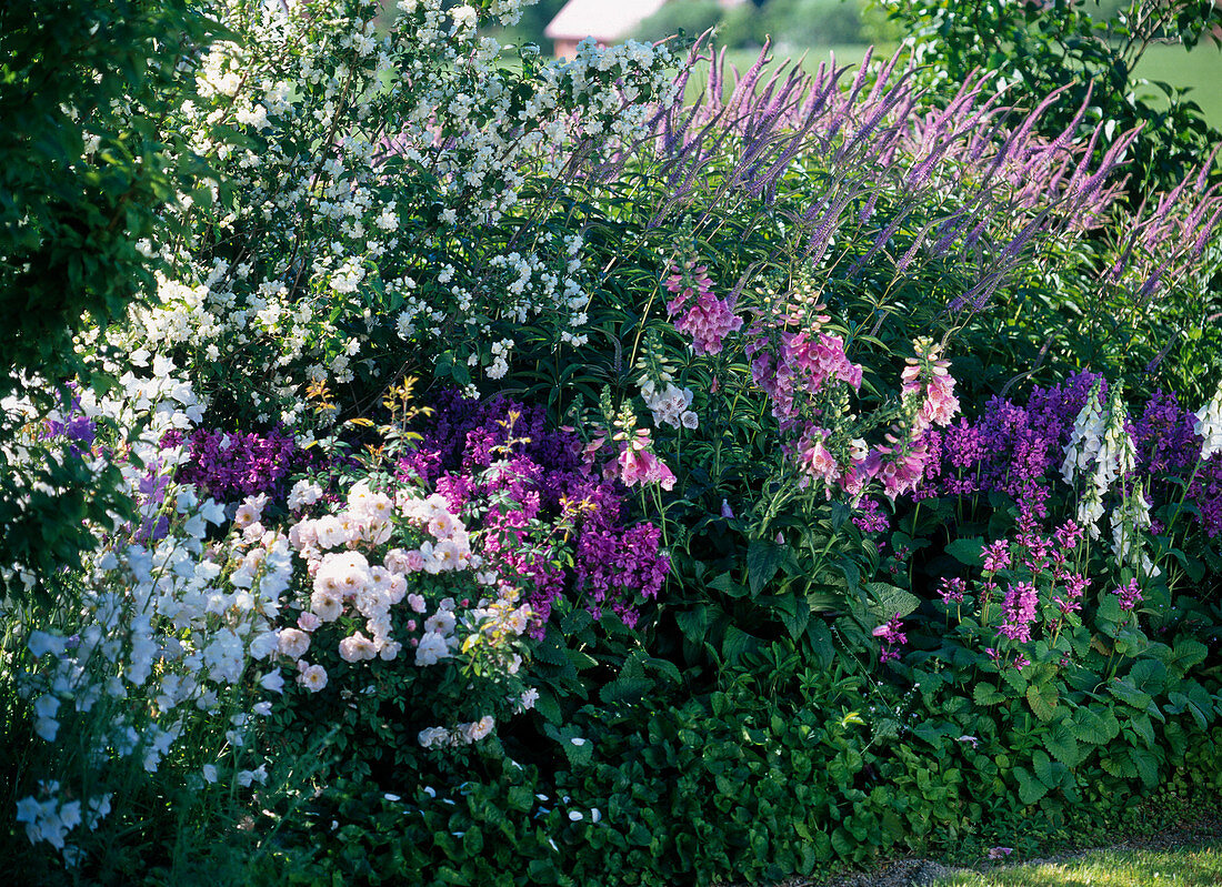 Philadelphus (False Jasmine)