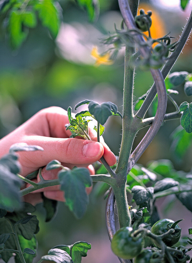 Lycopersicon (tomato)