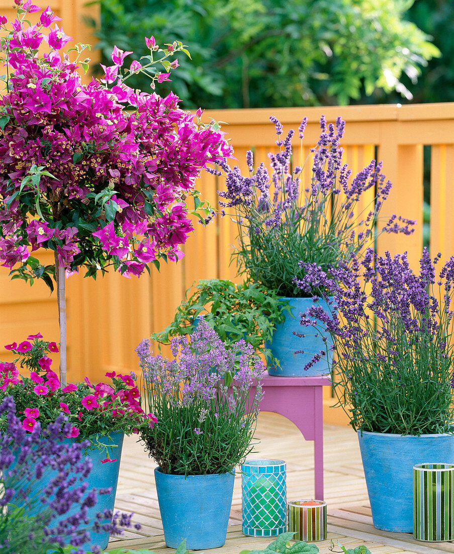 Bougainvillea, Lavandula (lavender)