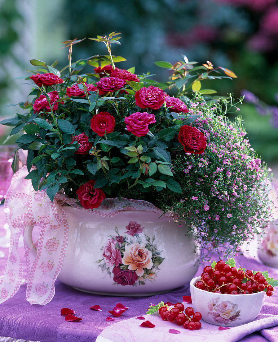 Pink (potted rose), Gypsophila muralis 'Gypsy' (baby's breath)