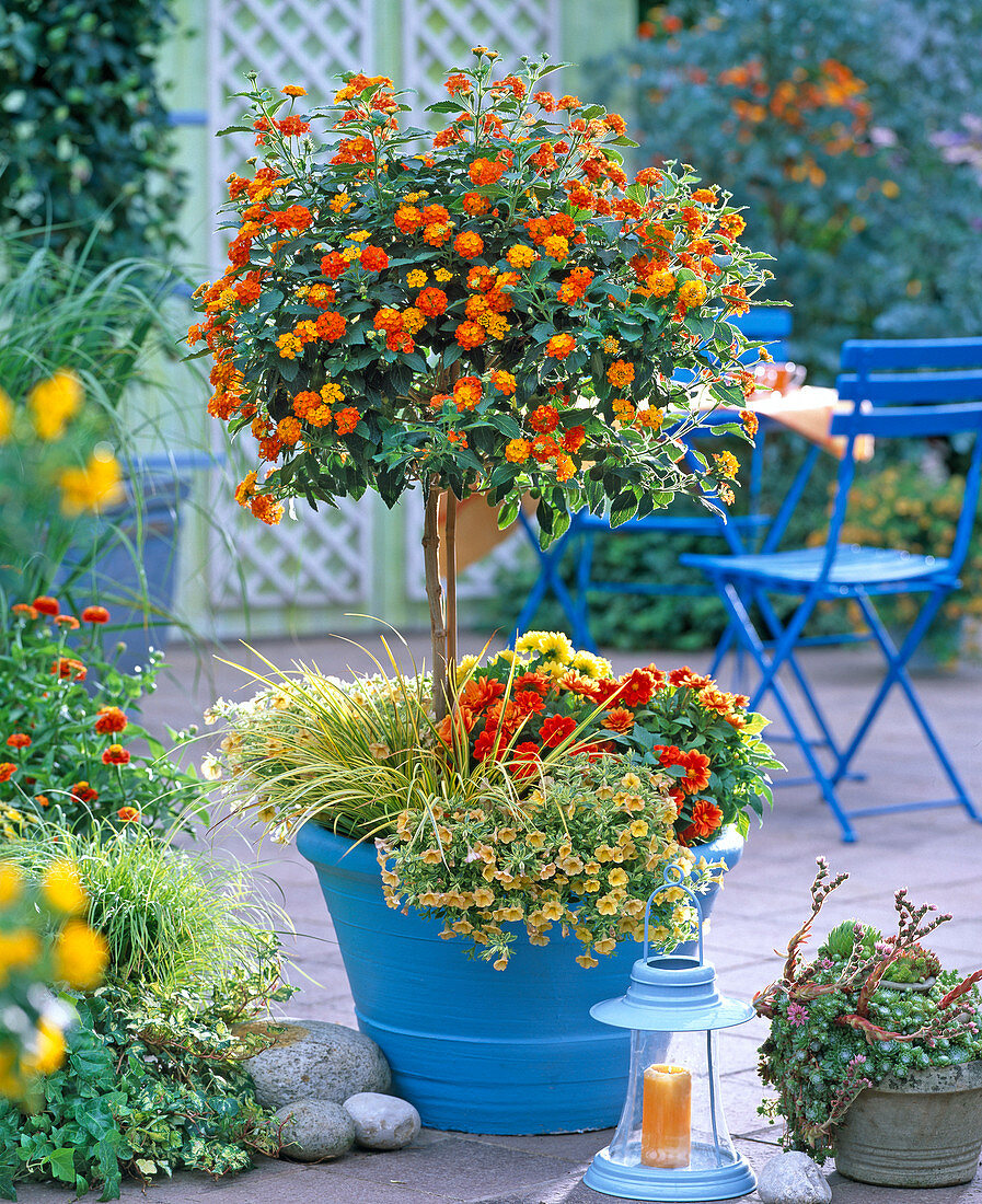 Lantana ((Lantana)