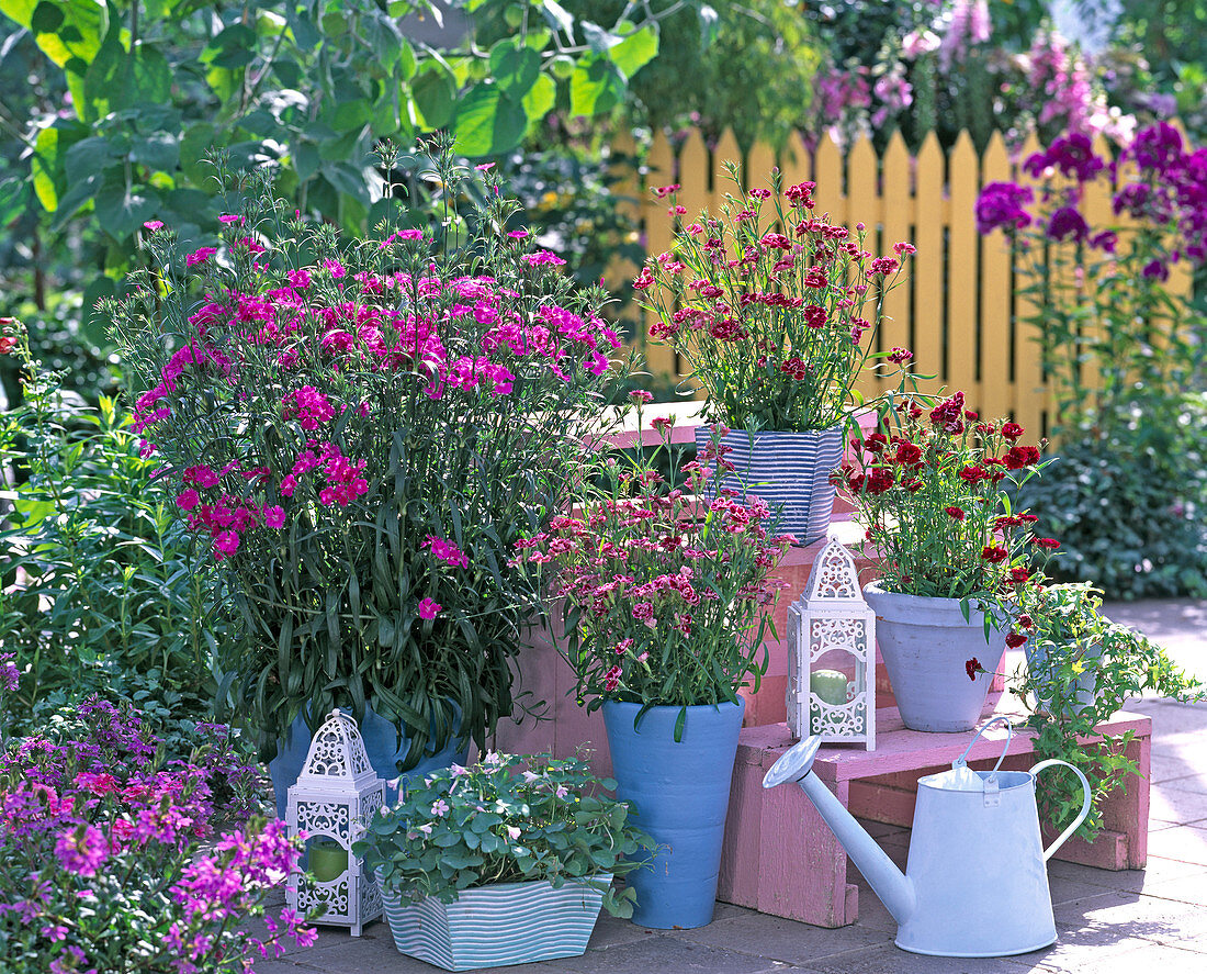 Dianthus (carnation), Oxalis triangularis (ornamental clover)