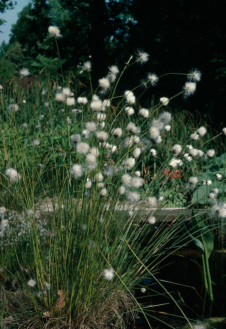 Eriophorum vaginatum (Vagina woolgrass) at the pond