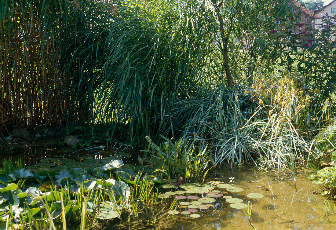 Natural pond with Nymphaea (water lilies), Pontederia (pike weed)