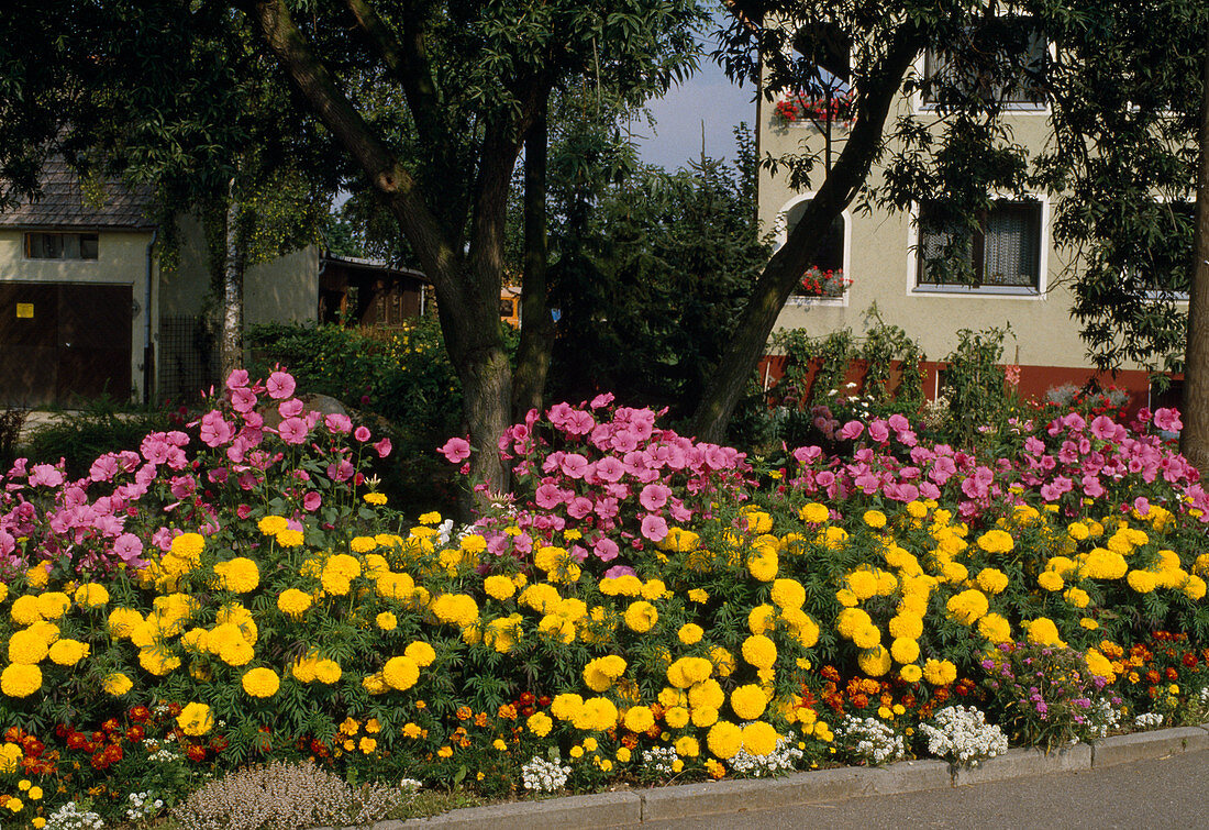 Summer border with Tagetes erecta 'Inca' and T. patula (marigolds)