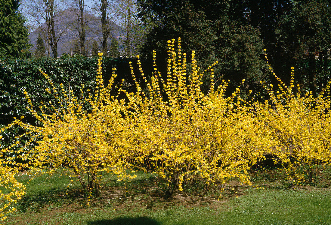 Forsythia intermedia 'Lynwood Gold' (Goldbell)