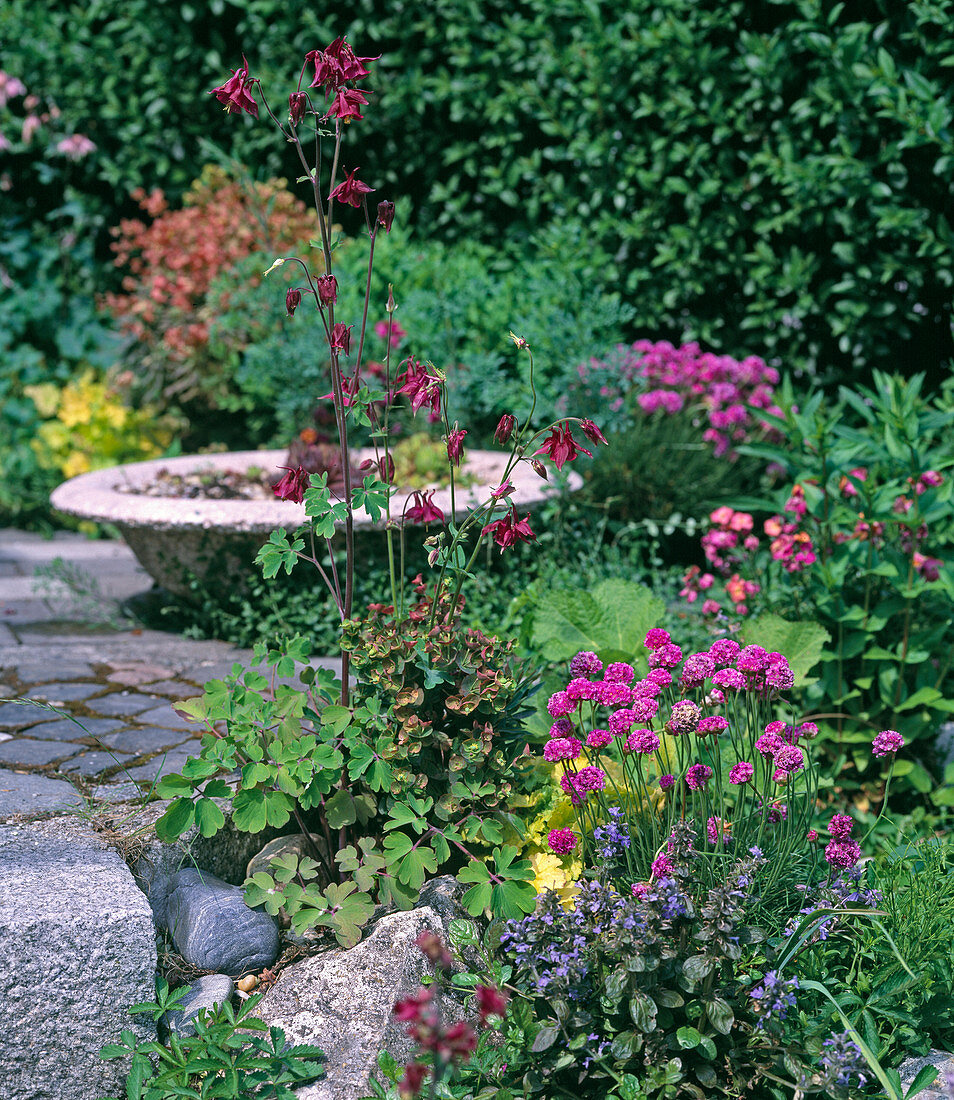 Armeria (grass carnation), Ajuga (günsel)