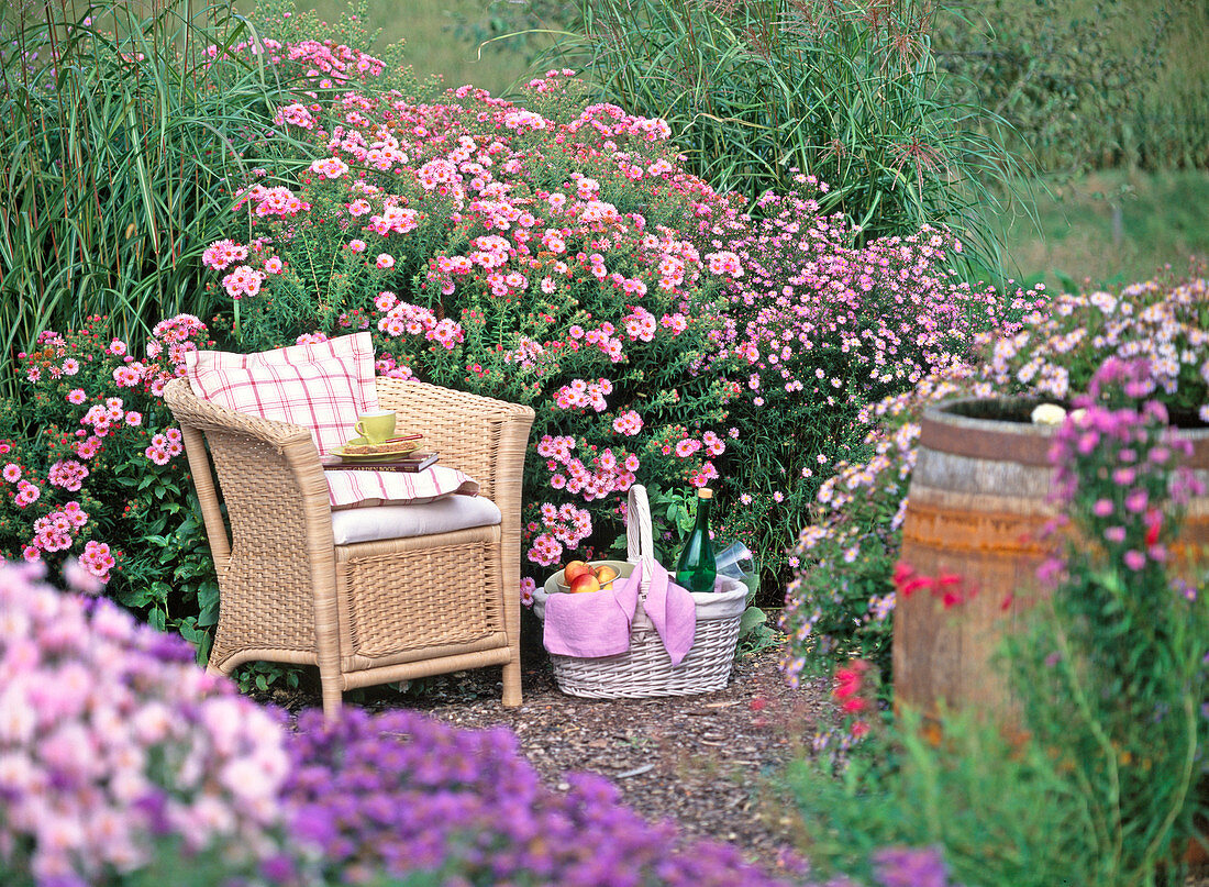 Aster Novae-Angliae 'Rosa Sieger' (Rauhblattaster)