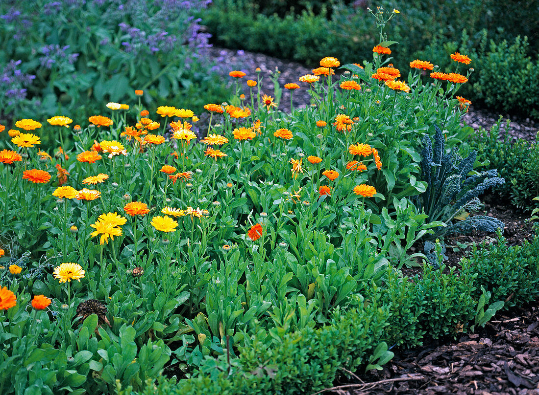 Calendula (Ringelblume)