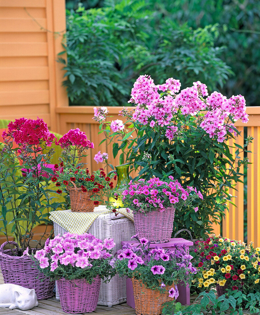 Phlox 'Country Wedding', 'Starfire' (Phlox)