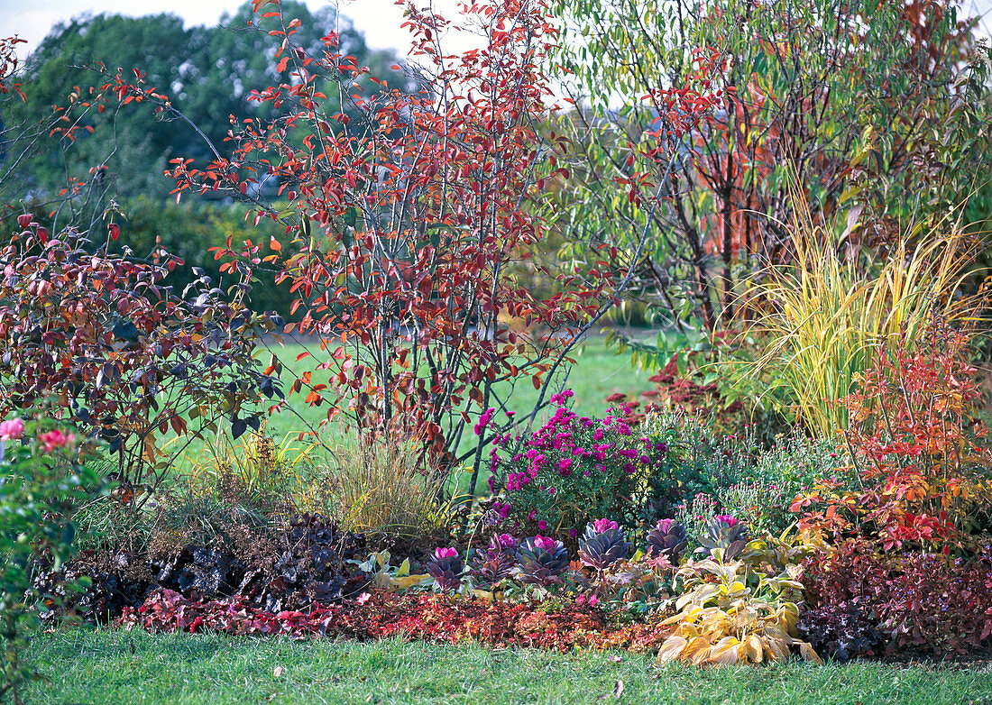 Amelanchier (Felsenbirne), Viburnum (Schneeball)