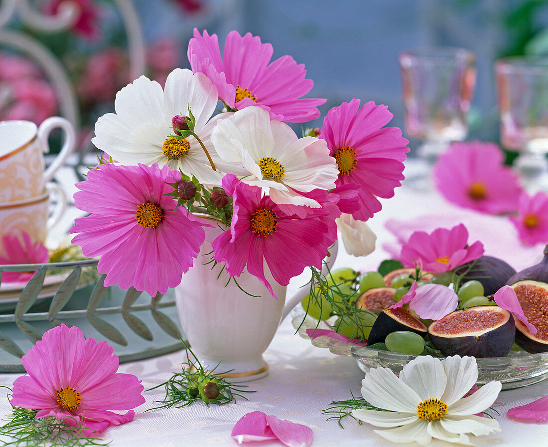 Cosmos sonata 'Pink', 'White' (common cosmos)