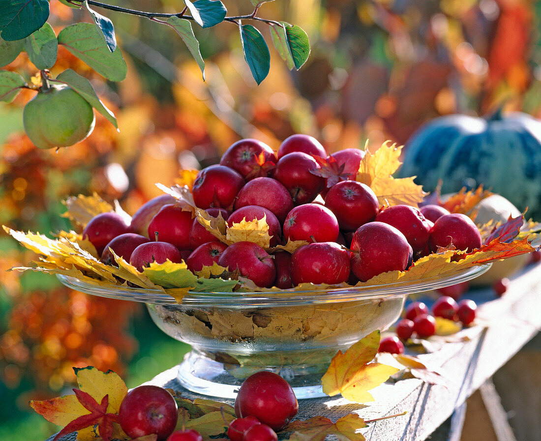 Glass bowl with Acer (maple foliage)