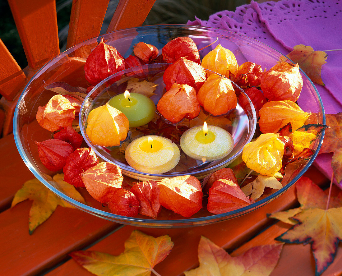 Physalis (lampion flower)