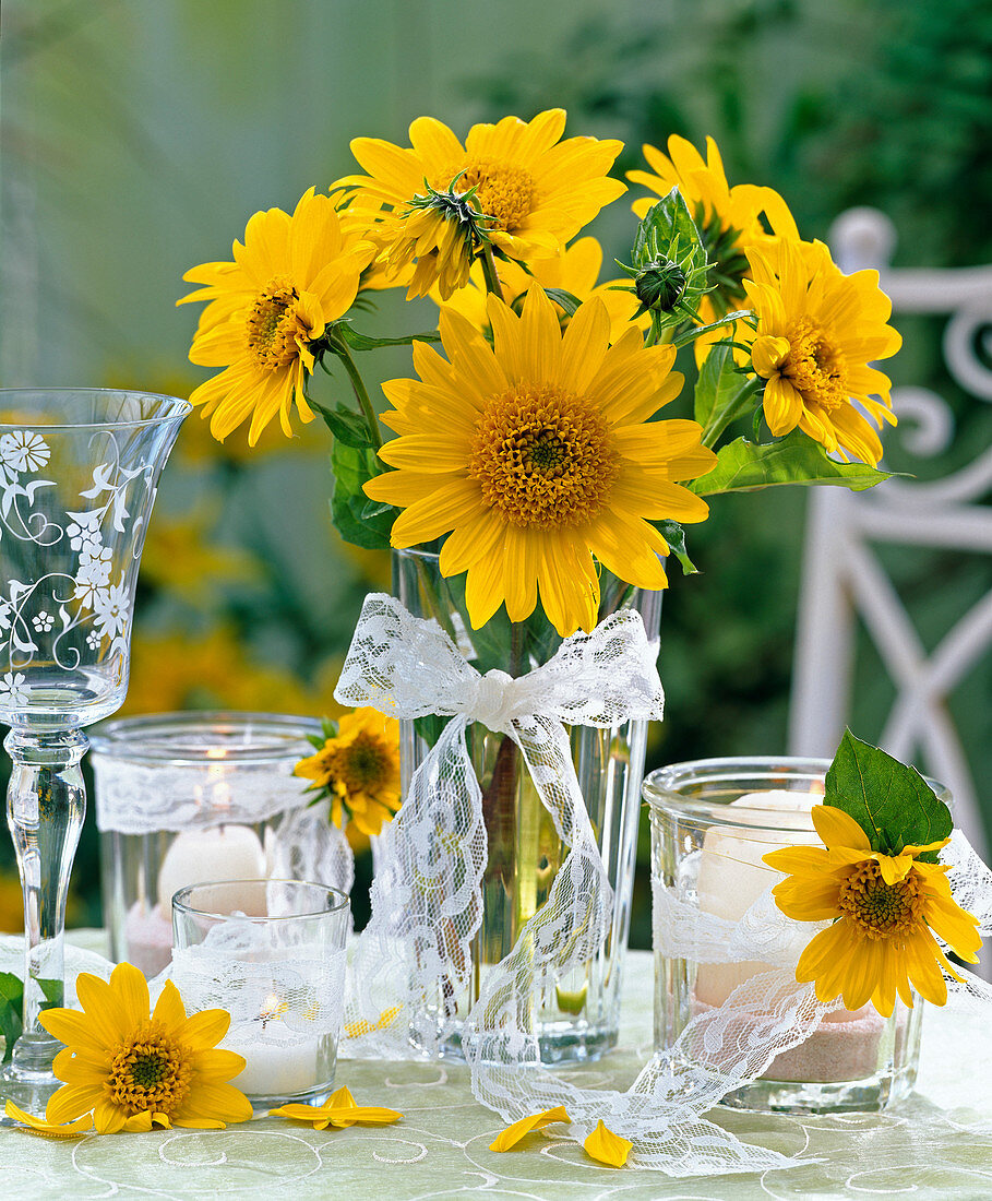 Helianthus decapetalus ' Capenoch Star ' (Staudensonnenblume)