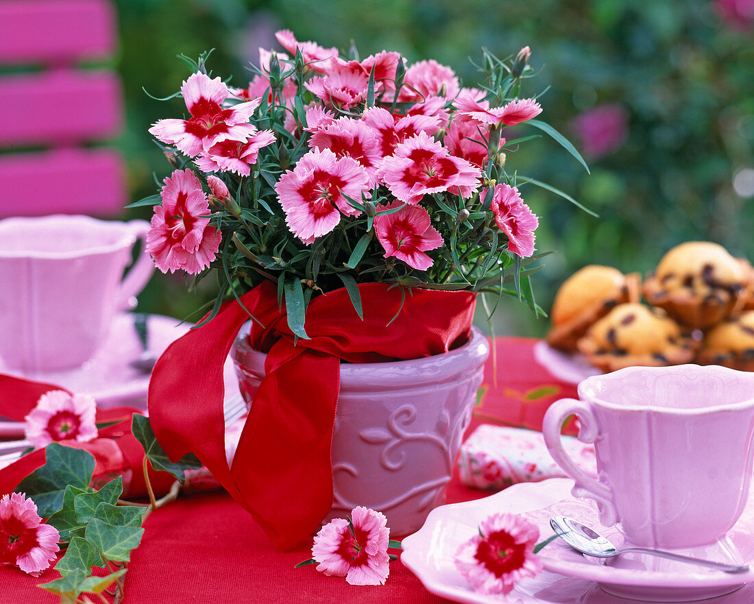 Dianthus chinensis (summer carnation)