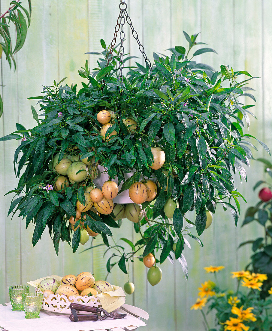 Solanum muricatum (Pepino, melon pear)