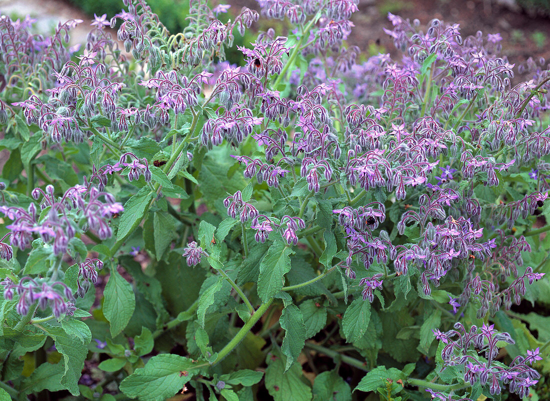 Borago (Borage), flowering