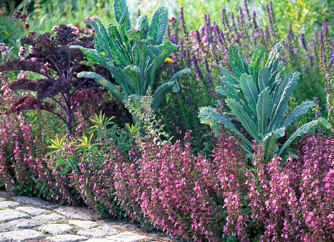 Teucrium (Gamander)