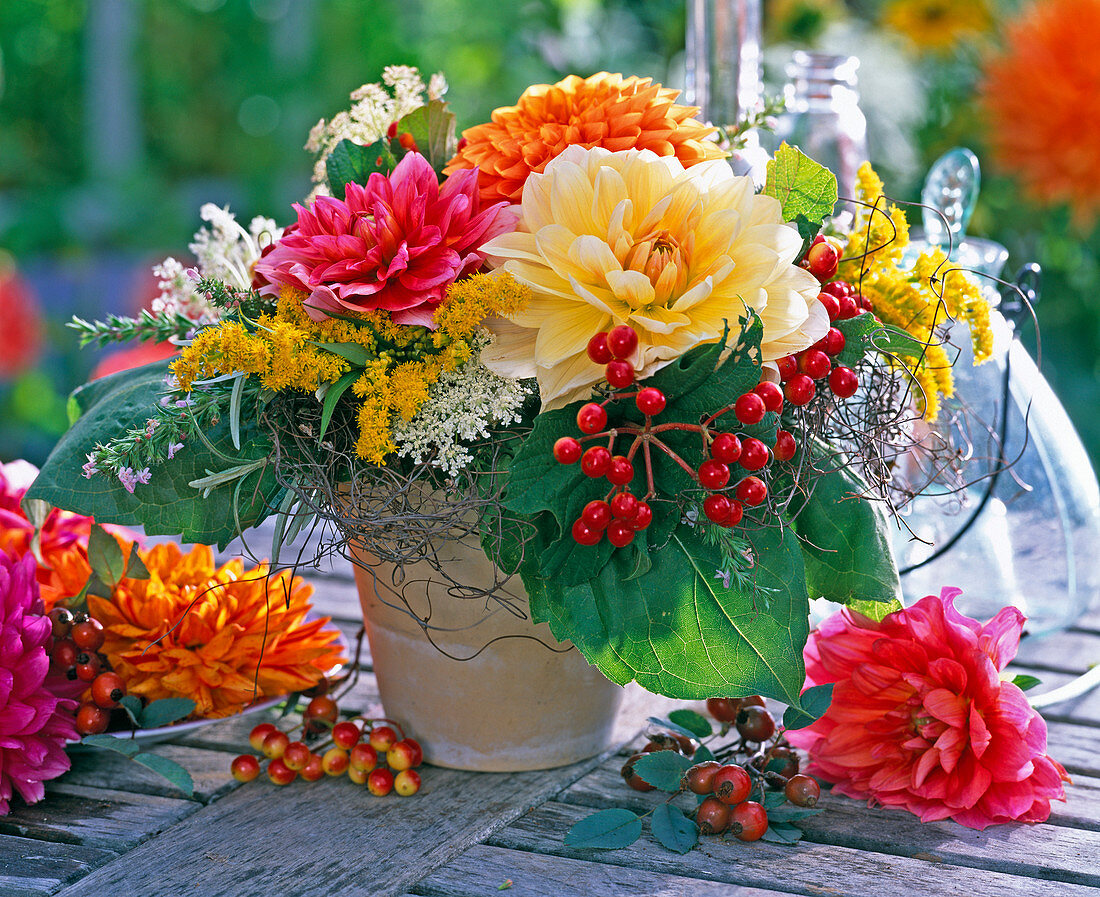 Dahlia. Viburnum (snowball berry)