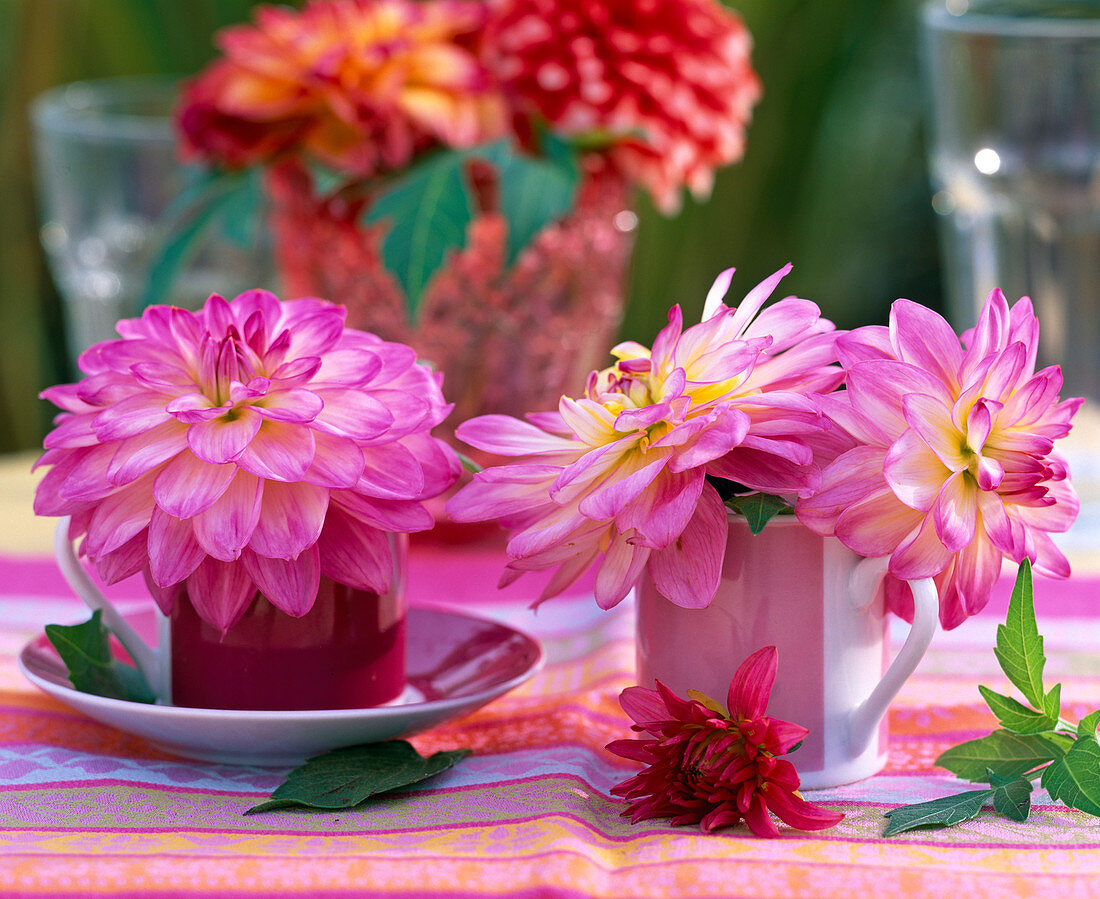 Dahlia (Dahlias)