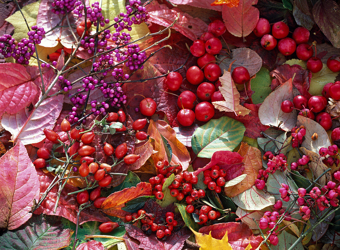 Close-up still life with ornamental apples and leaves