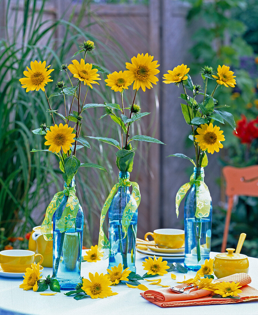 Helianthus decapetalus ' Capenoch Star ' (Staudensonnenblume)